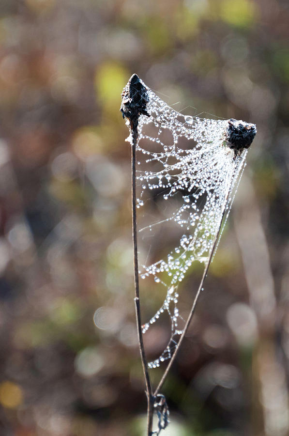 Winter Photograph - Natures Art - Spider Web and Ice Crystals by Phyllis Taylor