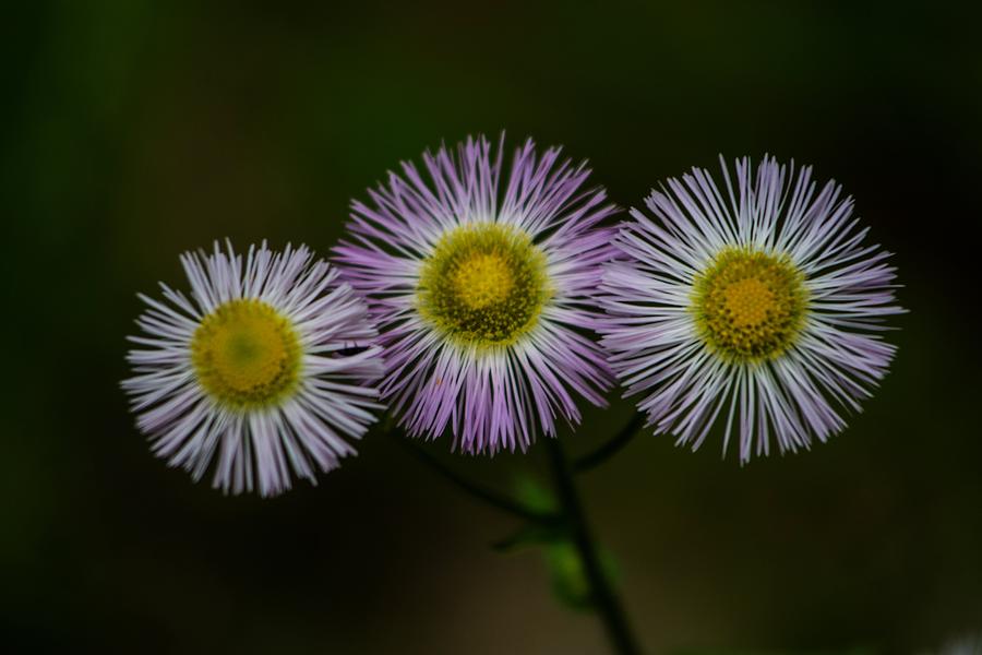 Summer Photograph - Natures Asterisks by Tim Beebe