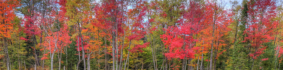 Natures Autumn Palette Photograph by David Patterson