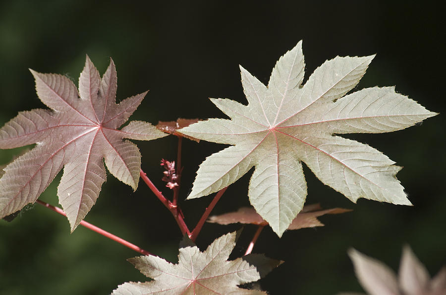 Red Japanese Maple leafs Greeting Card by Chad Davis