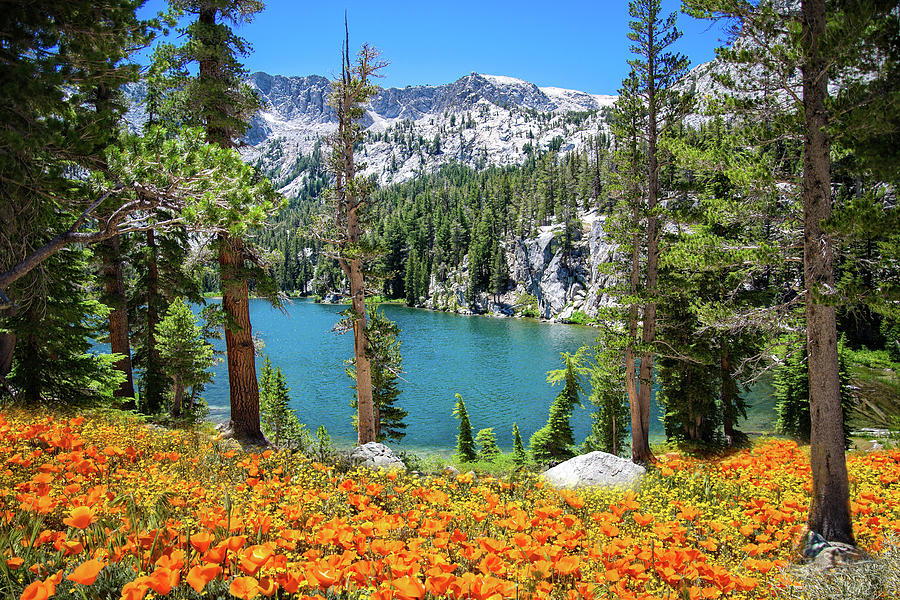 Natures Beauty in the Sierra Photograph by Lynn Bauer