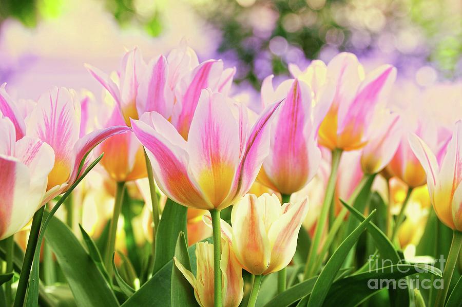 Spring Beauty Photograph by Elaine Manley