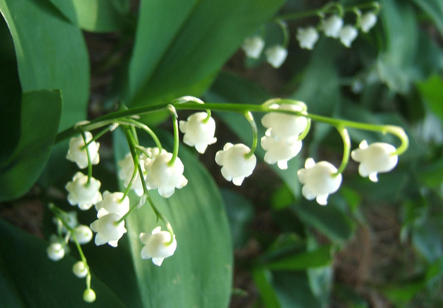 Natures Bells Photograph by Lisa Roy Natures Bells Photograph by Lisa Roy