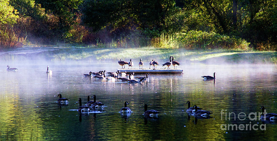 Natures Best Lake Pond Geese  Photograph by Chuck Kuhn