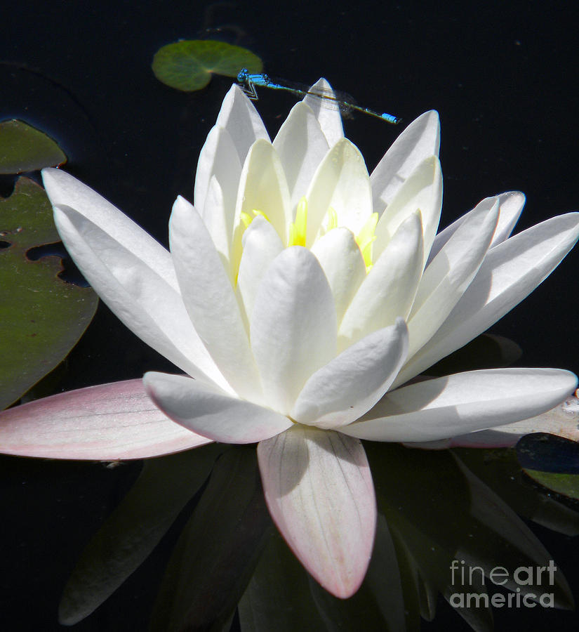 Lily Photograph - Natures Best by Matthew Seufer