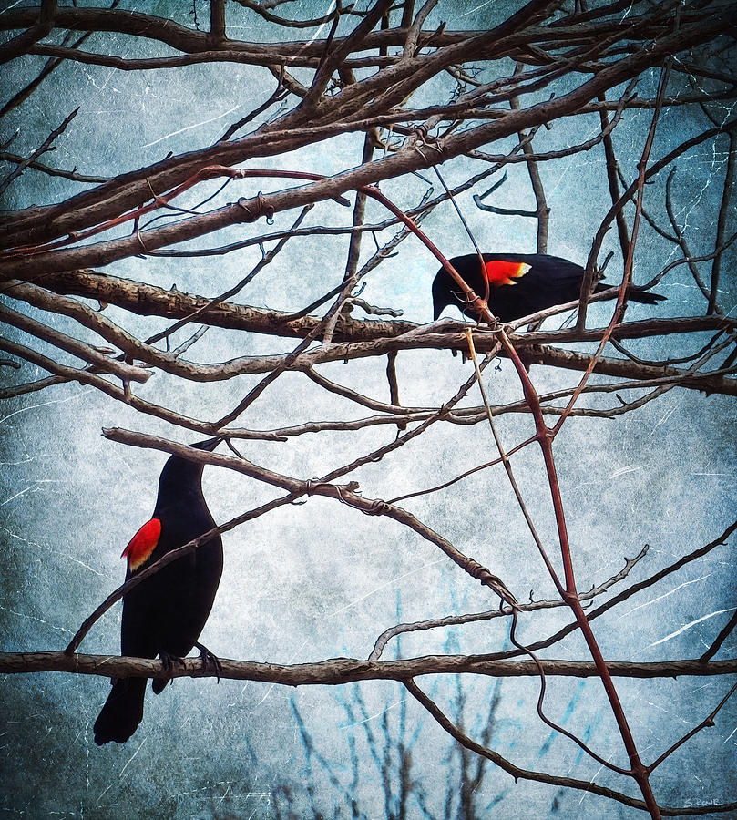 Bird Photograph - Natures Birdcage by Shawna Rowe
