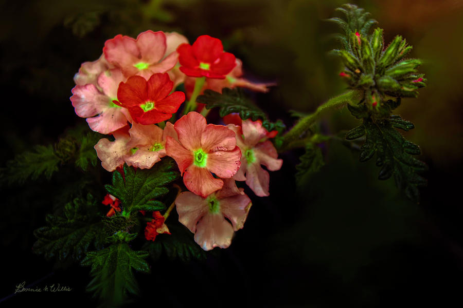 Natures Bouquet Digital Art by Bonnie Willis