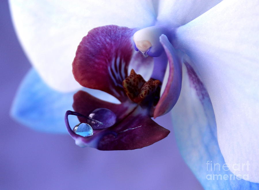 Orchid Photograph - Natures Brilliance by Krissy Katsimbras