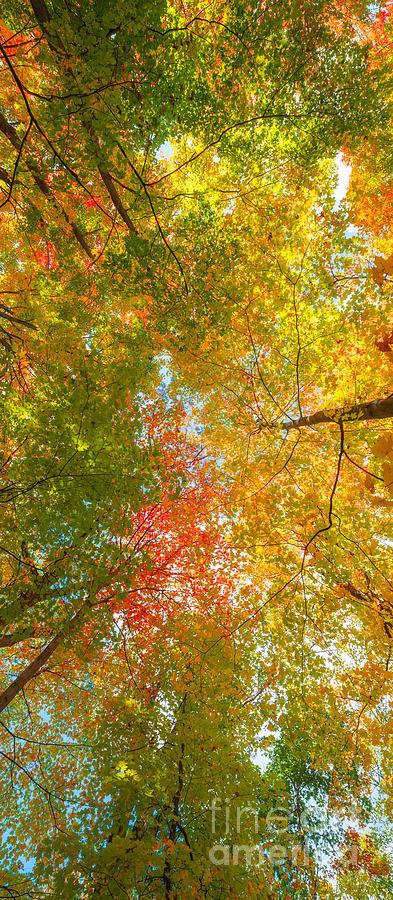 Nature Photograph - Natures Canopy Of Color by Michael Ver Sprill