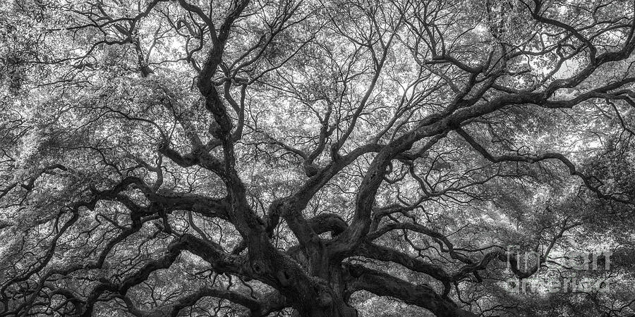 Natures Canopy Pano BW Photograph by Michael Ver Sprill
