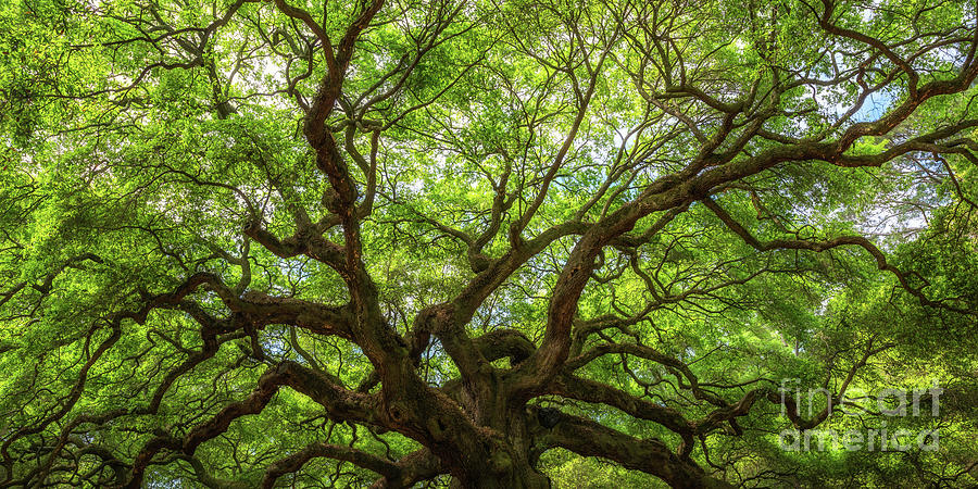 Natures Canopy Panorama  Photograph by Michael Ver Sprill