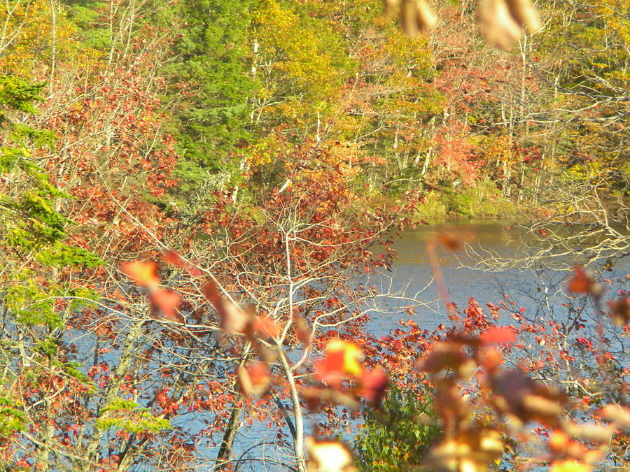 Fall Photograph - Natures Canvas by Stacey Robinson
