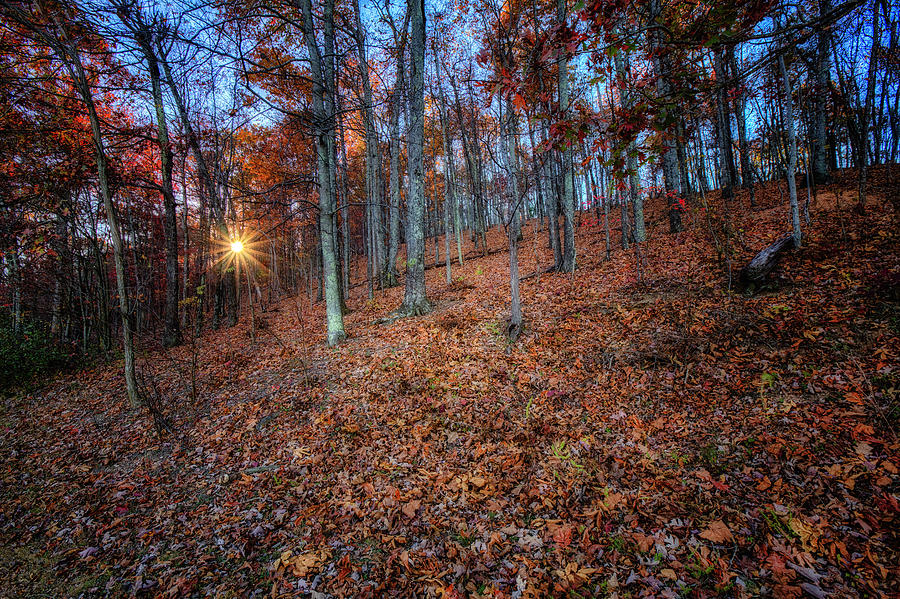 Landscape Photograph - Natures Carpet by Pete Federico Landscape Photograph - Natures Carpet by Pete Federico