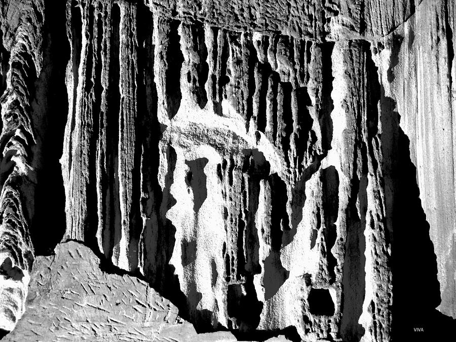 Natures Cathedral b-w Photograph by VIVA Anderson