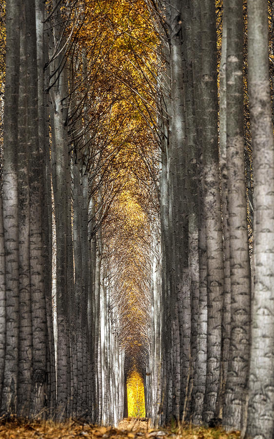 Natures Cathedral Photograph by Wes and Dotty Weber