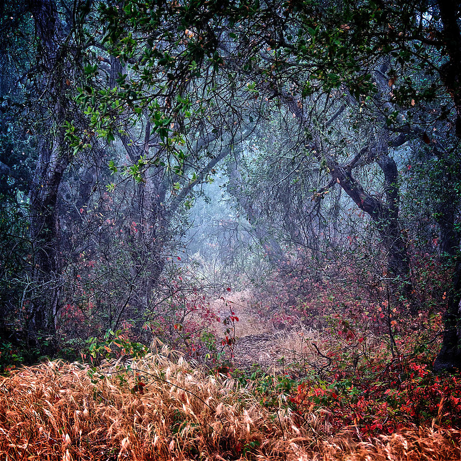 Nature Photograph - Natures Chaos, Arroyo Grande, California by Zayne Diamond Photographic Nature Photograph - Natures Chaos, Arroyo Grande, California by Zayne Diamond Photographic