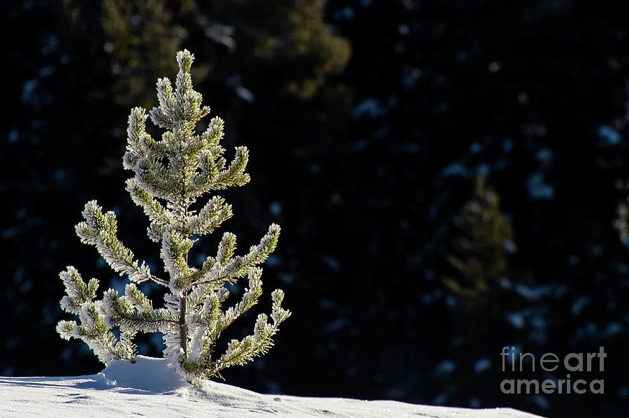 Natures Christmas Tree Photograph by Bob Phillips