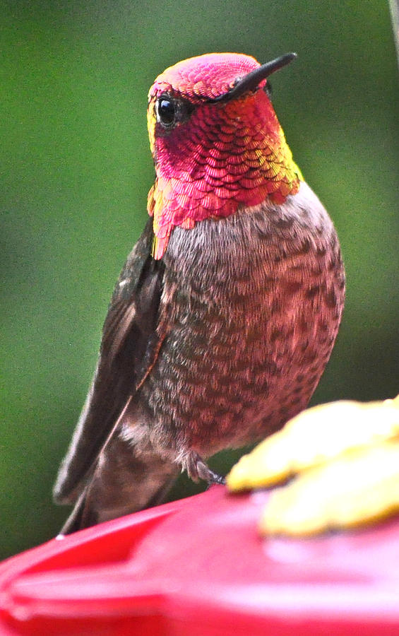 Natures Coloring Book Male Annas Hummingbird Photograph by Jay Milo