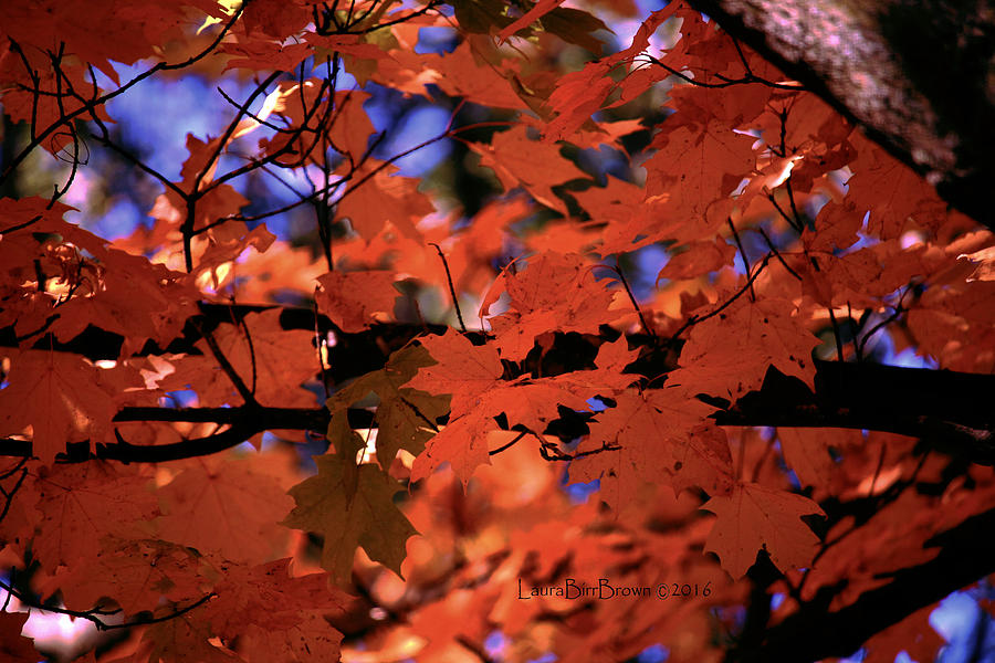 Fall Photograph - Natures Colorwheel by Laura Birr Brown