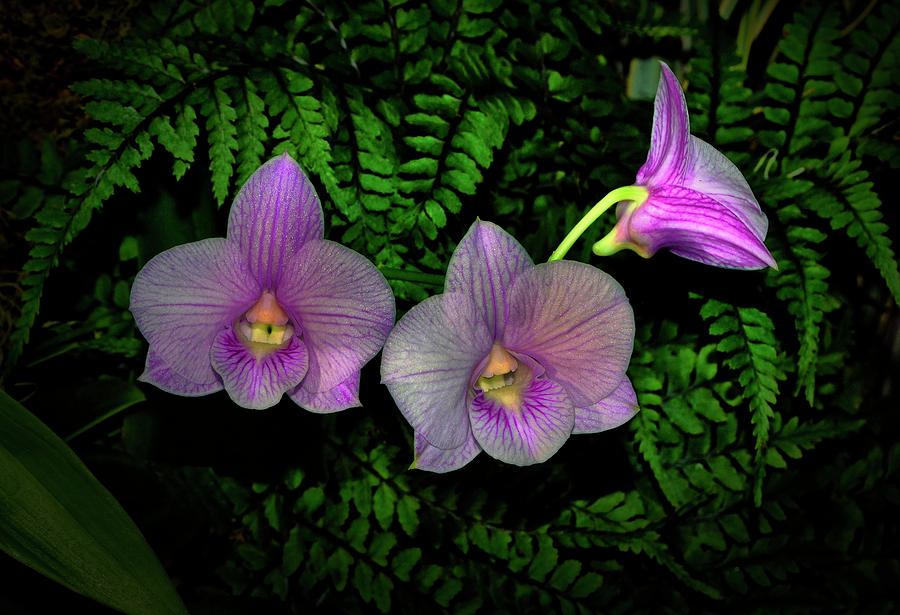 Natures Contrasts - Orchids And Ferns 003 Photograph by George Bostian