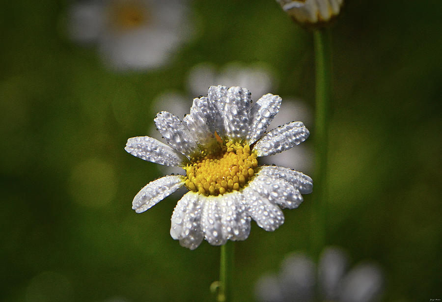 Natures Crystal - Dew Covered Daisy 008 Photograph by George Bostian