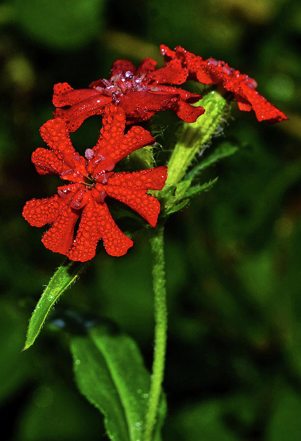 Natures Crystal - Maltese Cross Flower 003 Photograph by George Bostian