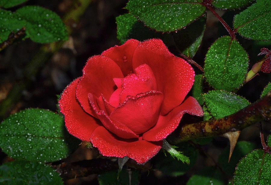 Natures Crystal - Red Rose 006 Photograph by George Bostian