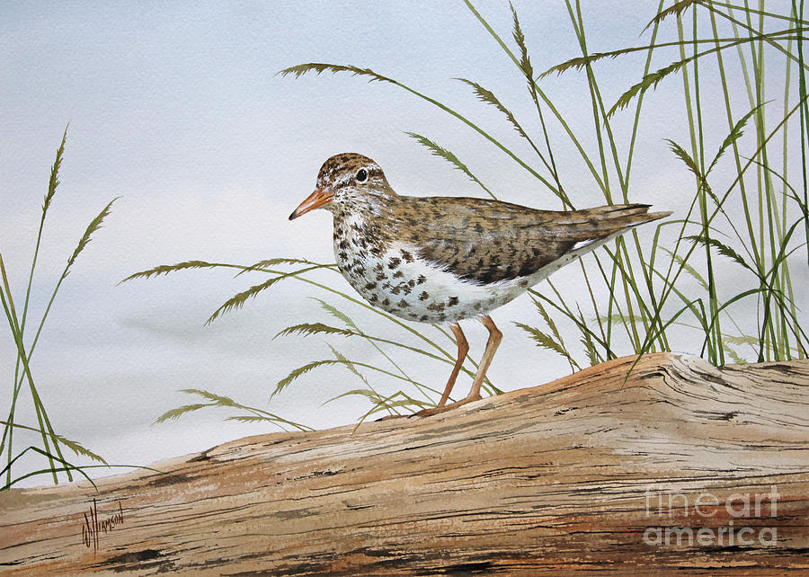Wildlife Painting - Natures Delicate Beauty by James Williamson