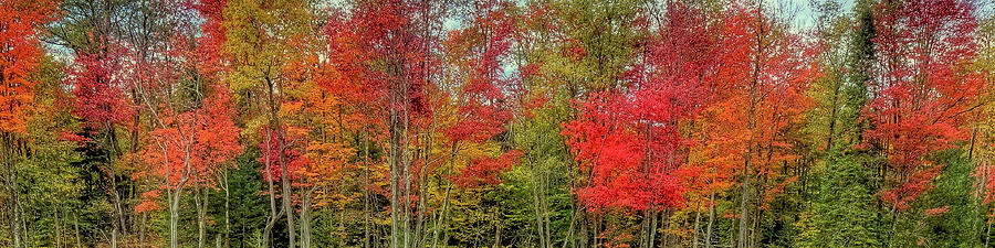 Natures Fall Palette Photograph by David Patterson