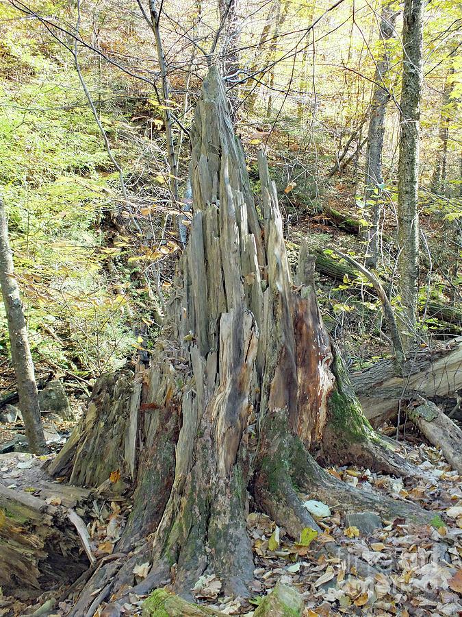 Nature S Finest 3 Ricketts Glen Photograph By Cindy Treger