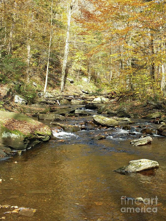 Nature S Finest 5 Ricketts Glen Photograph By Cindy Treger