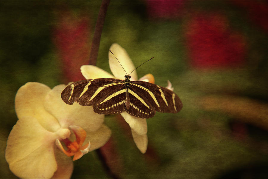Natures Flutter Photograph by Karol Livote