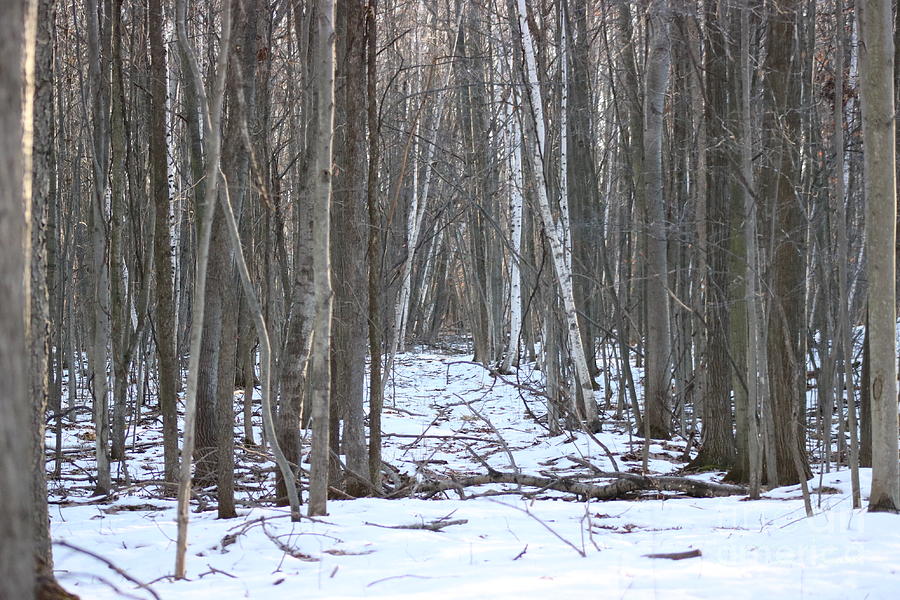 Natures Frozen Path Photograph by Erick Schmidt