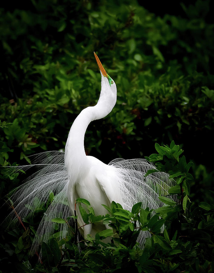 Nature's Glory Photograph by Dennis Goodman Photography | Fine Art America