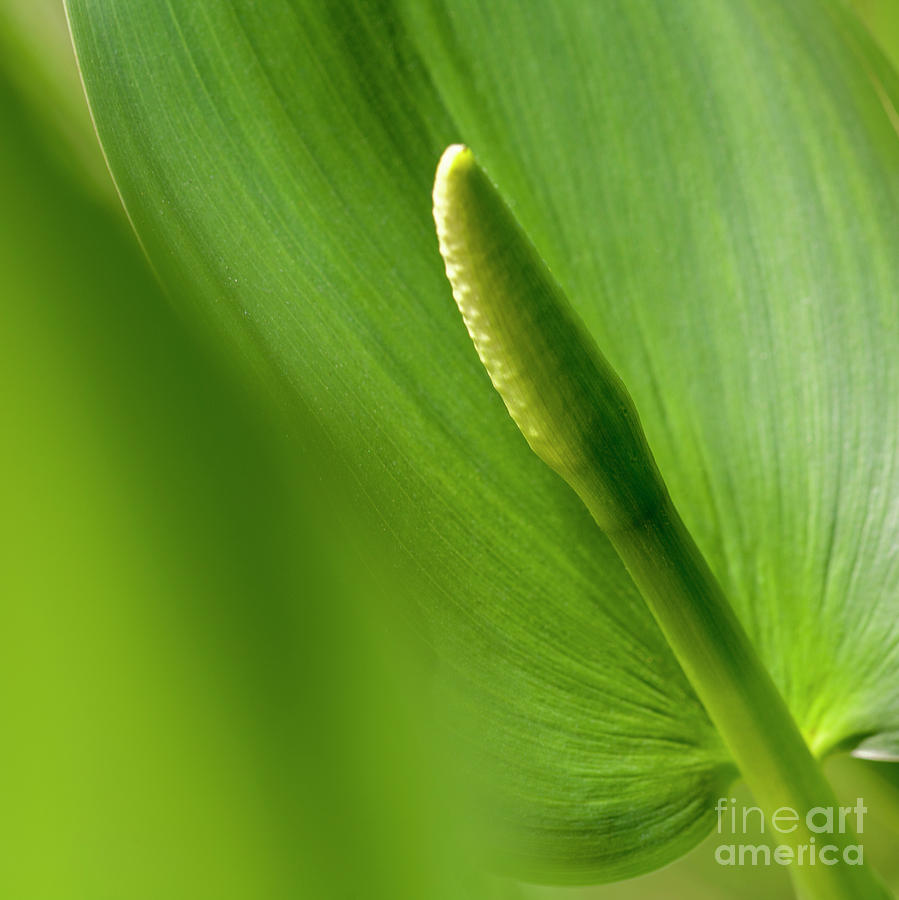 Natures Green Palette two Photograph by Heiko Koehrer-Wagner