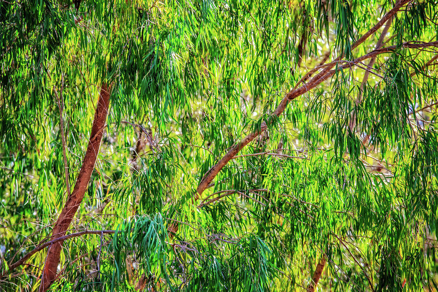 Natures Greens, Yanchep National Park Photograph by Dave Catley