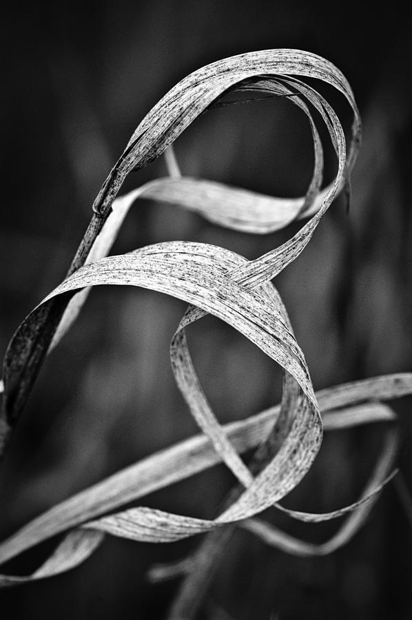 Natures Knot Photograph by Monte Stevens