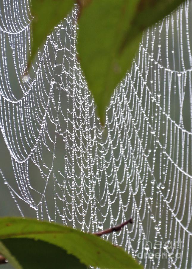 Natures Lace Photograph by Anita Adams