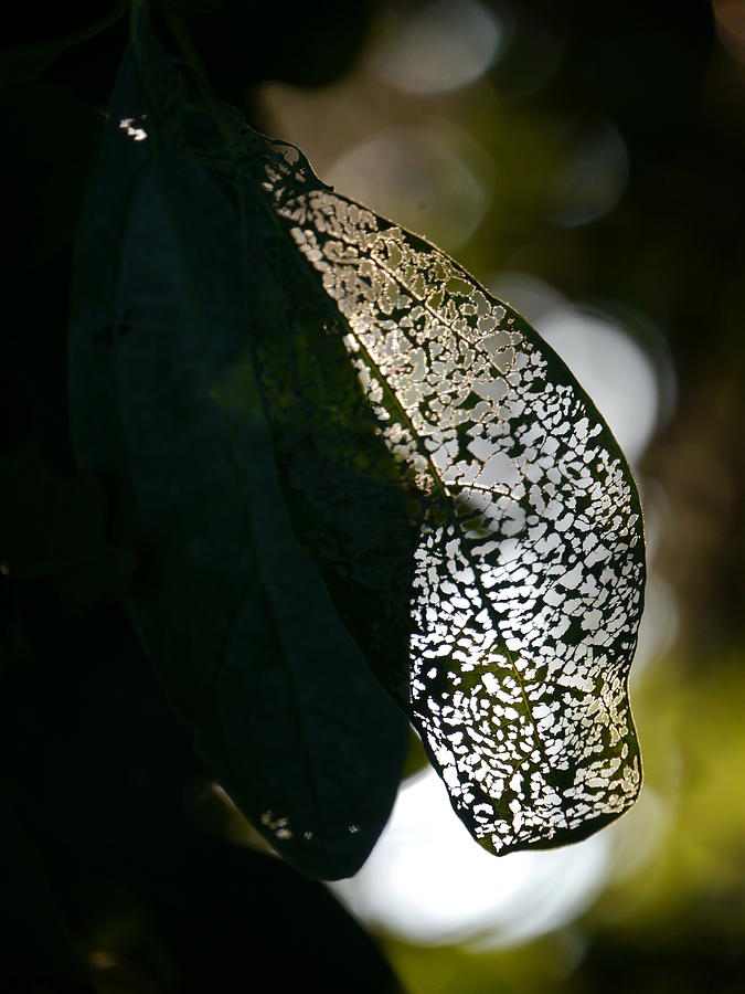 Sassafras Leaves Photograph - Natures lace by Jane Ford