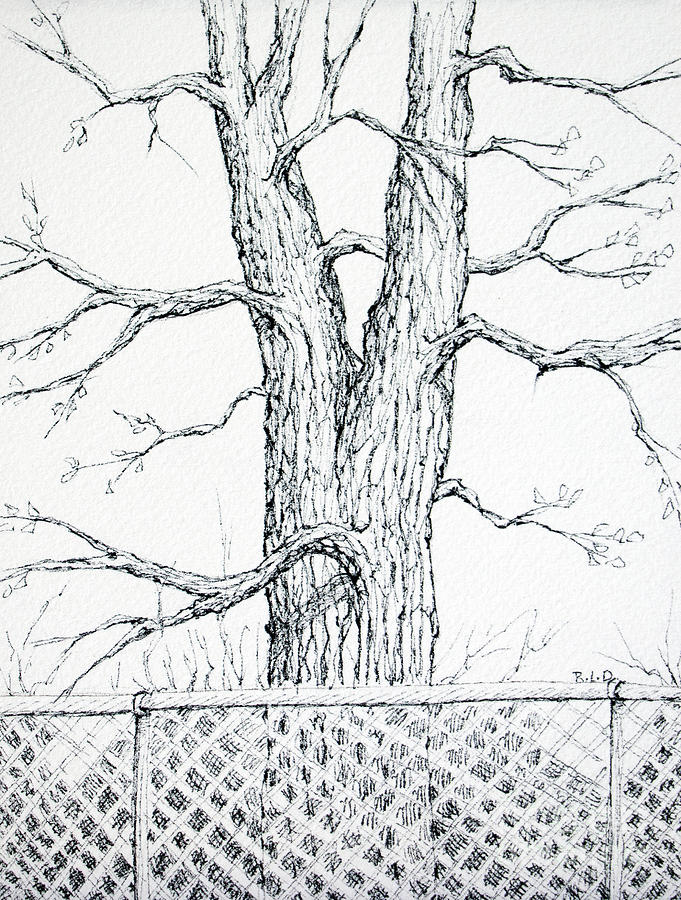 Natures Lines Drawing by Rebecca Davis