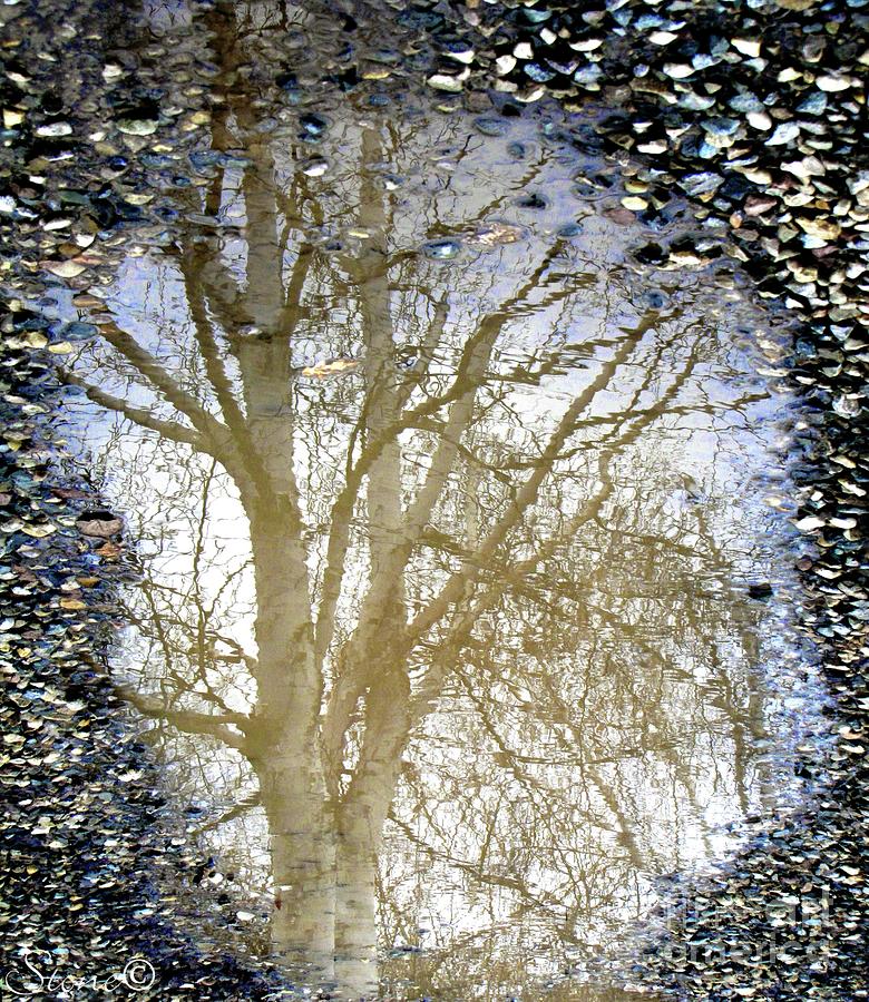 Natures Looking Glass 4 Photograph by September Stone