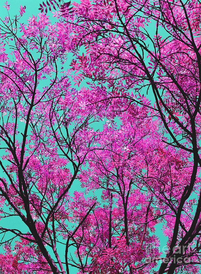 Natures Magic - Pink and Blue Photograph by Rebecca Harman