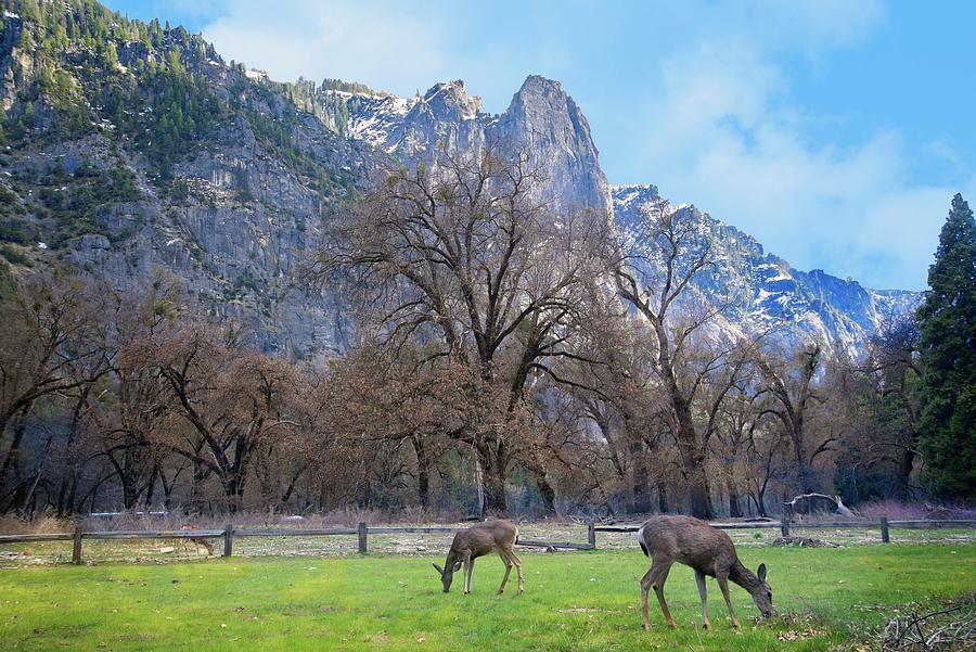 Natures Majesty in Yosemite Valley Photograph by Lynn Bauer