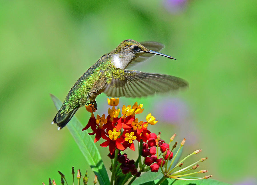 Hummingbird Photograph - Natures Majesty by Rodney Campbell