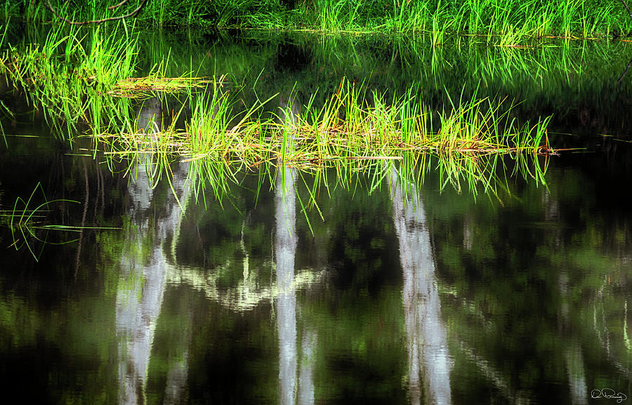 Natures Mirror Photograph by Dee Browning