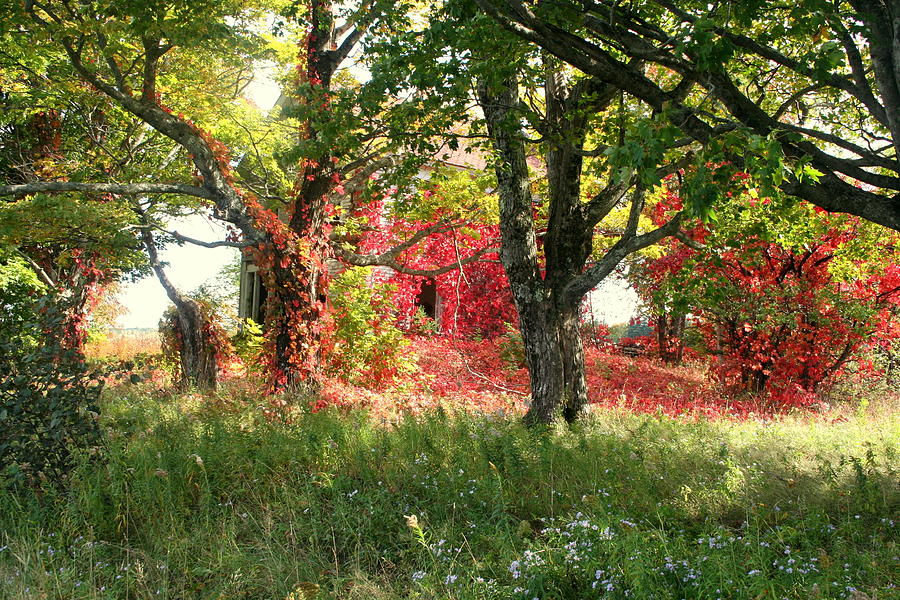 Natures paintbrush Photograph by Sue Long