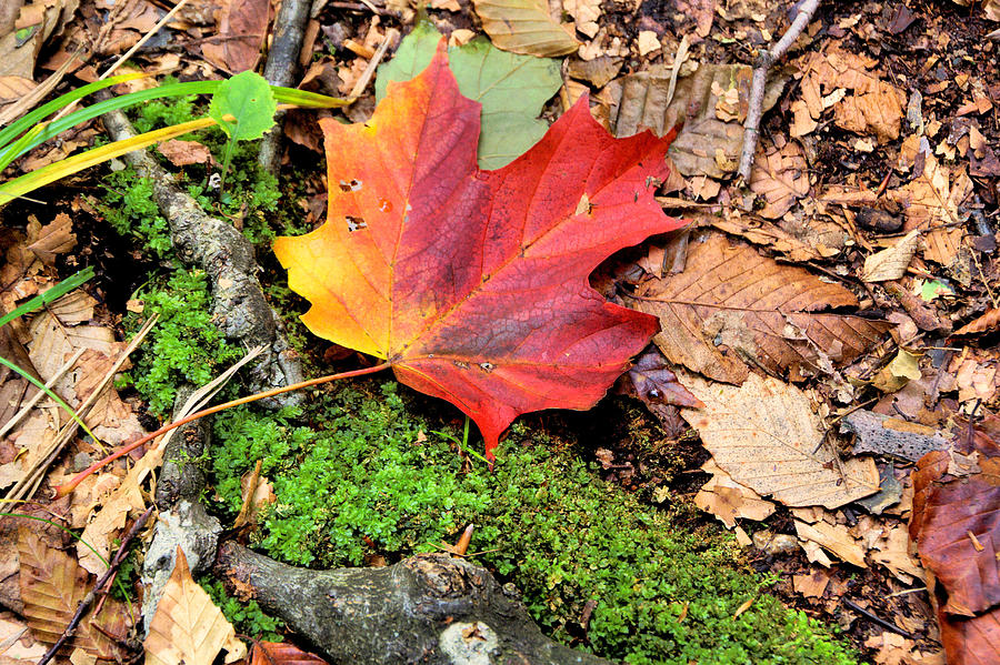 Nature's Pallette by Shannon Kunkle Nature's Pallette by Shannon Kunkle