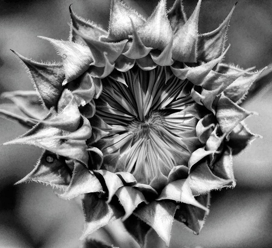 Natures Patterns Black and White Photograph by Kathy Clark