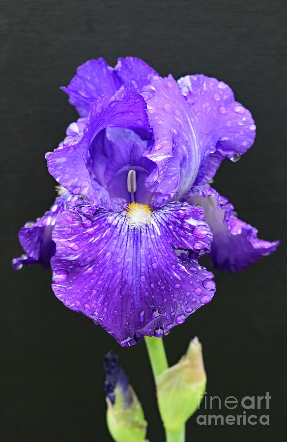 Nature's Perfection - Bearded Iris Photograph by Cindy Treger - Pixels