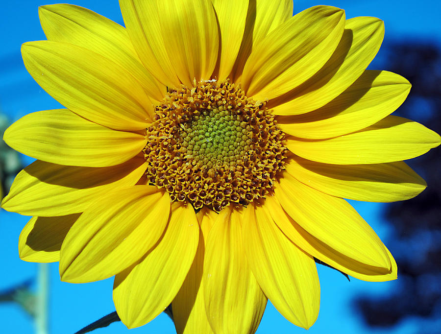 Sunflower Photograph - Natures Perfection by JoAnn Lense
